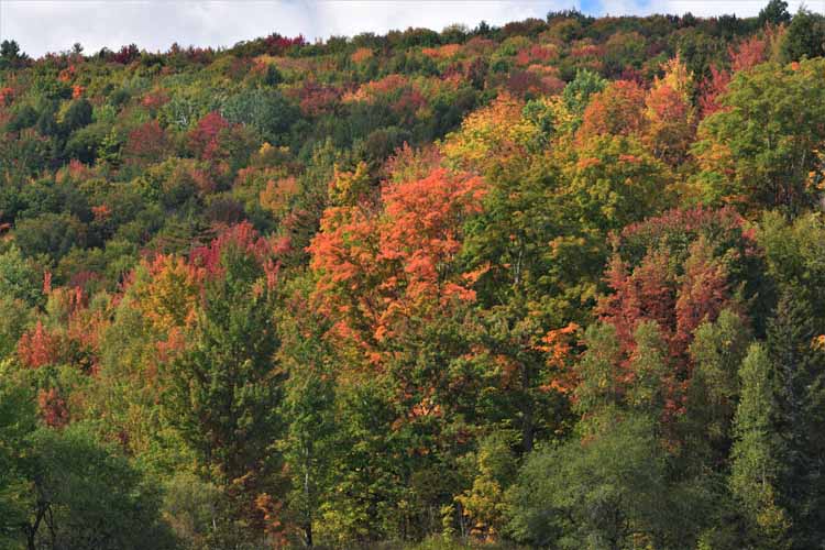 fall foliage